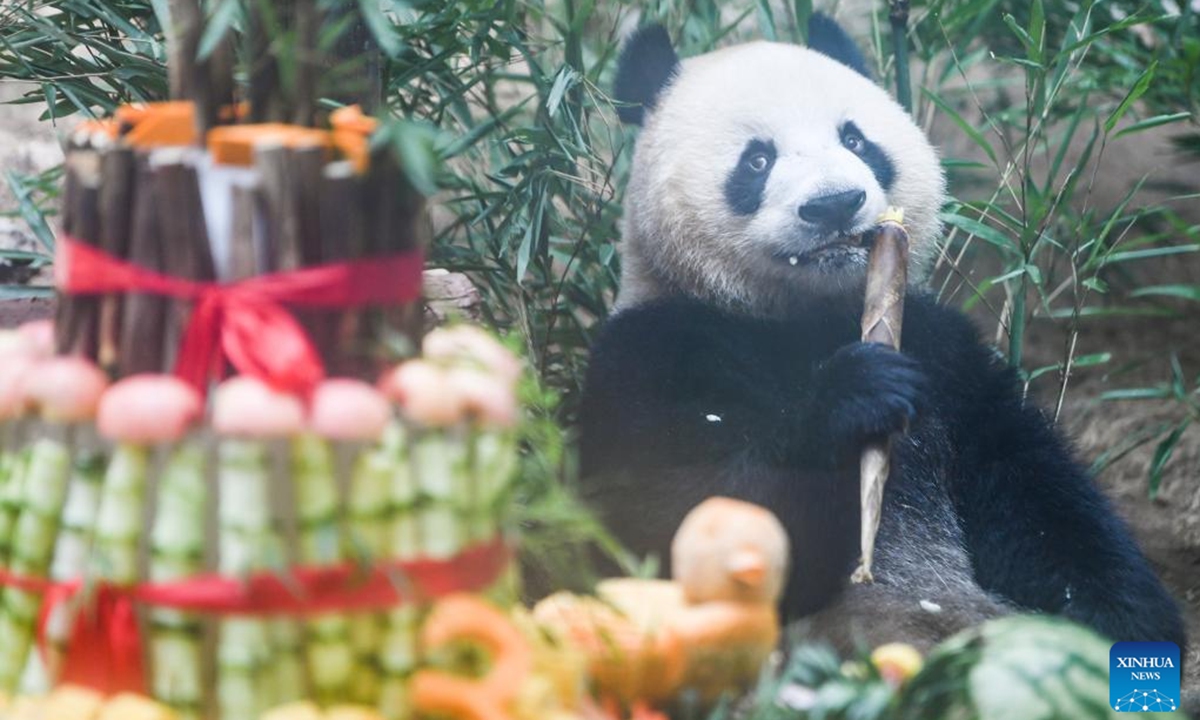 Giant panda Qing Lu enjoys a birthday treat at Locajoy animal theme park in Yongchuan district of southwest China's Chongqing Municipality, Aug. 6, 2024. A special event was held to celebrate the birthdays of 3-year-old twin pandas Qing Hua, Qing Lu and 6-year-old panda Qiao Yue here on Tuesday. (Photo: Xinhua)