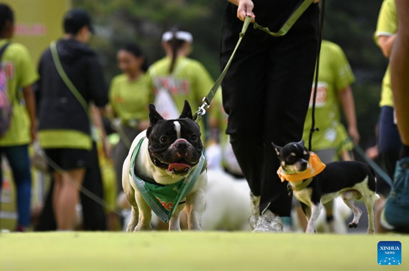 Dogs and their owners attend Bark Day Fun Run at Senayan Park in Jakarta, Indonesia, on Aug. 11, 2024. This event aims to call for more attention to the welfare of dogs and stop the dog meat trade. Photo: Xinhua