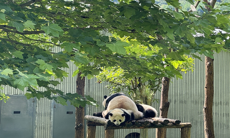 Pandas in the Shenshuping giant panda base of Wolong National Nature Reserve in Southwest China's Sichuan Province Photo: VCG