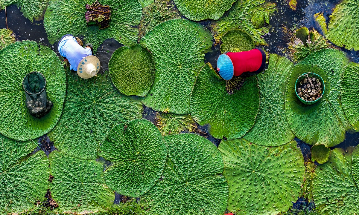 Workers in East China's Jiangsu Province harvest prickly water lily seeds, on August 7, 2024. Photo: VCG