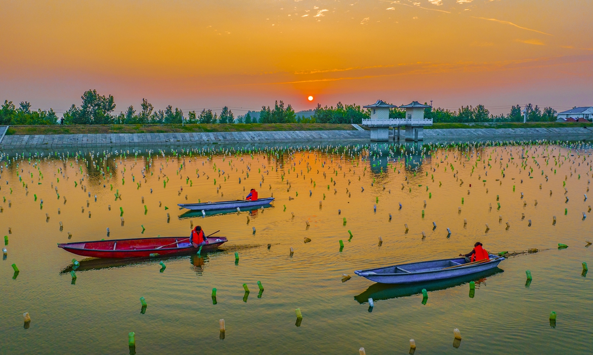 Staff in East China's Jiangsu Province are busy maintaining pearl mussel breeding facilities, on August 6, 2024. Photo: VCG