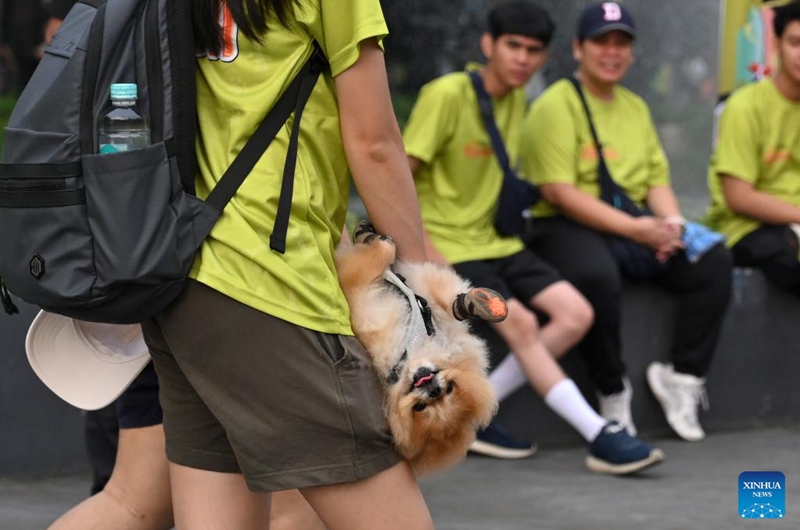 A dog and its owner attend Bark Day Fun Run at Senayan Park in Jakarta, Indonesia, on Aug. 11, 2024. This event aims to call for more attention to the welfare of dogs and stop the dog meat trade. Photo: Xinhua