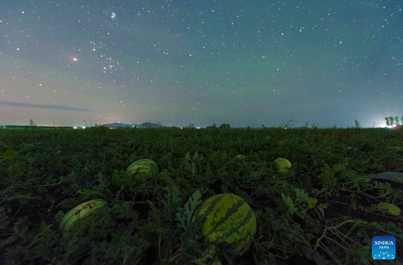 This photo taken on Aug. 4, 2024 shows the starry sky over a wheat field in Wanyou Village of Shangjieji Town, Fujin City, northeast China's Heilongjiang Province. Photo: Xinhua