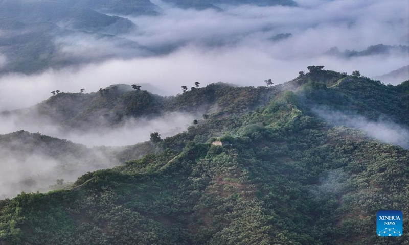 An aerial drone photo taken on Aug. 11, 2024 shows a section of the Great Wall shrouded in clouds in Xinglong County of Chengde City, north China's Hebei Province. Photo: Xinhua