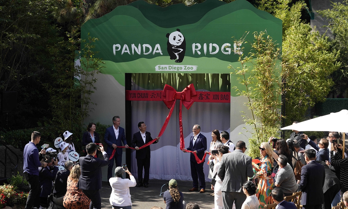 Yun Chuan and Xin Bao,<strong></strong> first pandas to enter the US in 21 years - make their public debut on August 8, 2024 at the San Diego Zoo. Photo: Chinese Embassy in the US