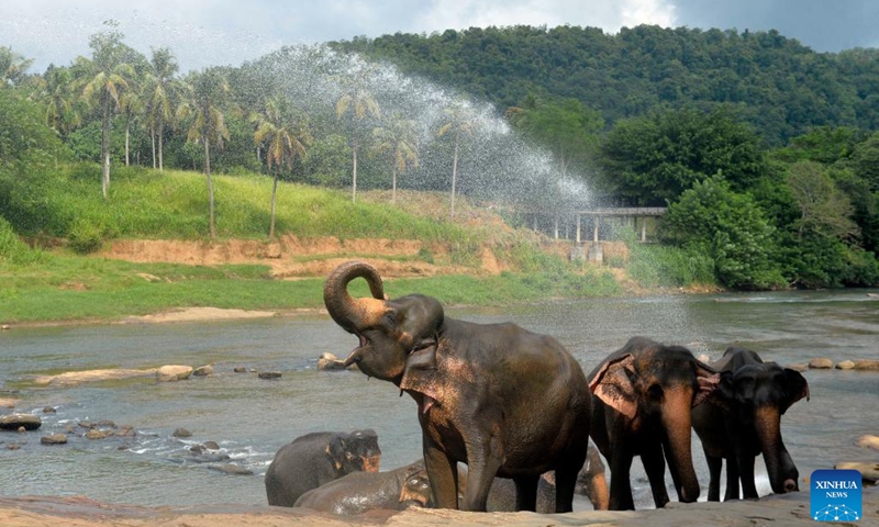 Elephants bathe in a river at the Pinnawala Elephant Orphanage in Sri Lanka, Aug. 10, 2024. Sri Lanka's Department of Wildlife Conservation will conduct a countrywide census on wild elephants on Aug. 17, 18 and 19, state media reported on Saturday quoting an official. Photo: Xinhua