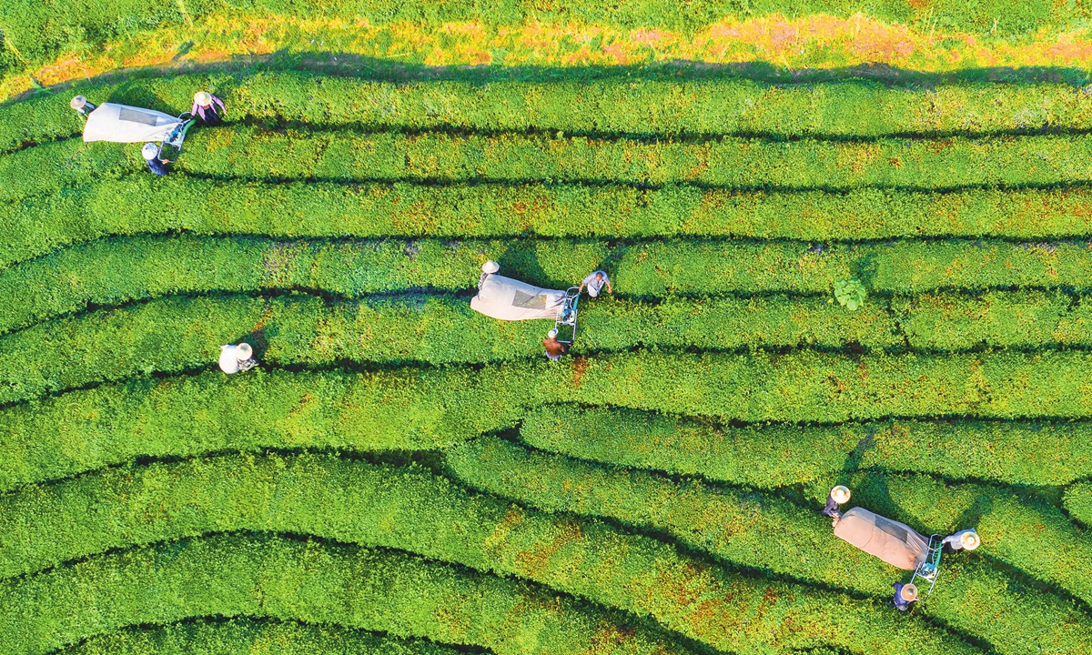 Farmers pick summer tea leaves with a harvesting machine in Hangzhou, East China's Zhejiang Province on August 11, 2024. The daily output of the tea farm is about 5,000 kilograms, and the harvest will be exported to dozens of markets including Germany, the US, Spain and Malaysia after processing. Photo: VCG