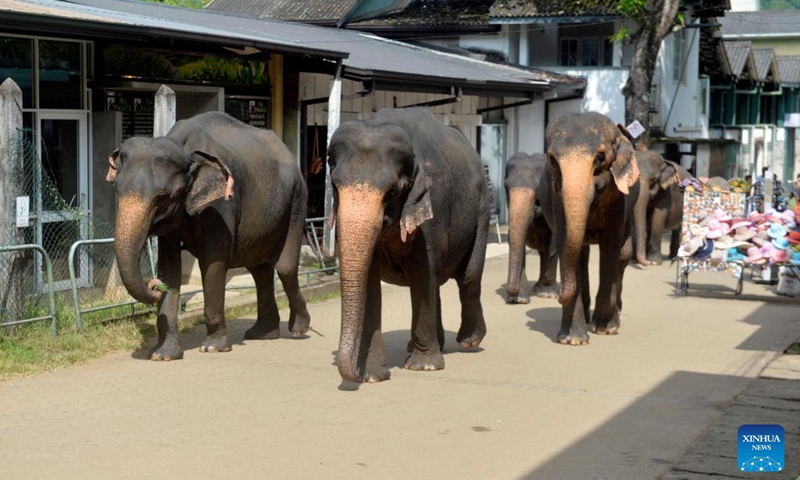 This photo taken on Aug. 10, 2024 shows elephants after daily bathing at the Pinnawala Elephant Orphanage in Sri Lanka. Sri Lanka's Department of Wildlife Conservation will conduct a countrywide census on wild elephants on Aug. 17, 18 and 19, state media reported on Saturday quoting an official. Photo: Xinhua