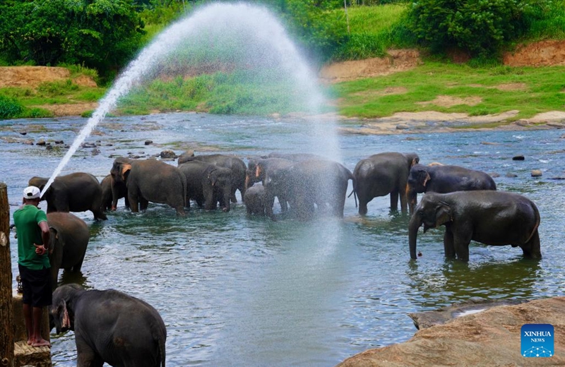 Elephants bathe in a river at the Pinnawala Elephant Orphanage in Sri Lanka, Aug. 11, 2024. Established in 1975, Pinnawala Elephant Orphanage is the first one of its kind in the world, home to 69 elephant orphans today. The World Elephant Day falls on Aug. 12 each year. Photo: Xinhua