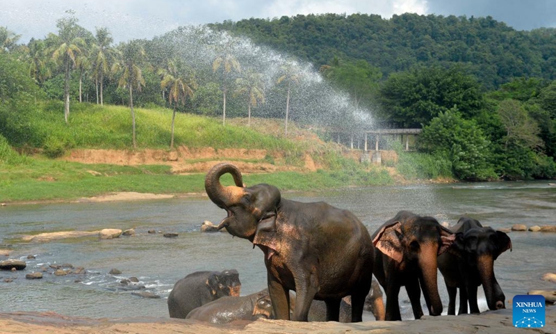 Elephants bathe in a river at the Pinnawala Elephant Orphanage in Sri Lanka, Aug. 10, 2024. Established in 1975, Pinnawala Elephant Orphanage is the first one of its kind in the world, home to 69 elephant orphans today. The World Elephant Day falls on Aug. 12 each year. Photo: Xinhua