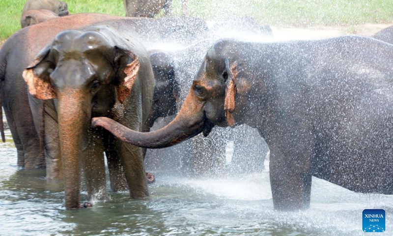 Elephants bathe in a river at the Pinnawala Elephant Orphanage in Sri Lanka, Aug. 10, 2024. Established in 1975, Pinnawala Elephant Orphanage is the first one of its kind in the world, home to 69 elephant orphans today. The World Elephant Day falls on Aug. 12 each year. Photo: Xinhua