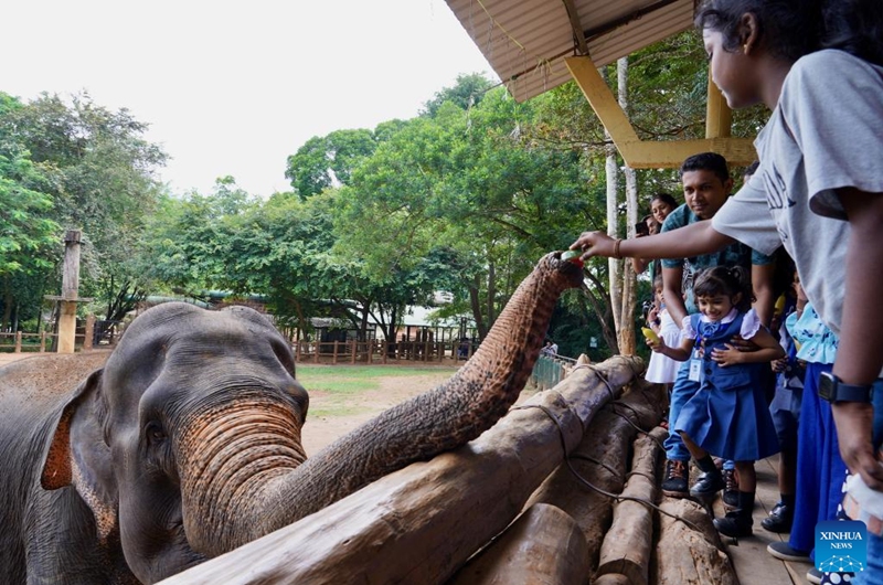 A child feeds an elephant at the Pinnawala Elephant Orphanage in Sri Lanka, Aug. 11, 2024. Established in 1975, Pinnawala Elephant Orphanage is the first one of its kind in the world, home to 69 elephant orphans today. The World Elephant Day falls on Aug. 12 each year. Photo: Xinhua