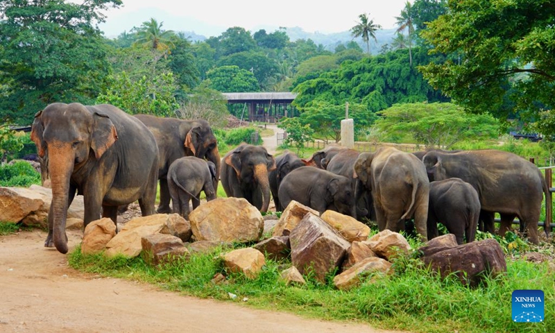 Elephants are pictured at the Pinnawala Elephant Orphanage in Sri Lanka, Aug. 11, 2024. Established in 1975, Pinnawala Elephant Orphanage is the first one of its kind in the world, home to 69 elephant orphans today. The World Elephant Day falls on Aug. 12 each year. Photo: Xinhua