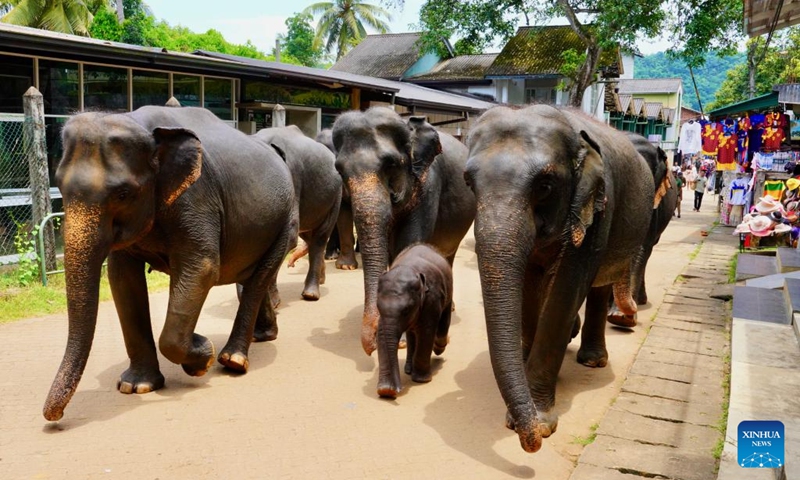 Elephants walk at the Pinnawala Elephant Orphanage in Sri Lanka, Aug. 11, 2024. Established in 1975, Pinnawala Elephant Orphanage is the first one of its kind in the world, home to 69 elephant orphans today. The World Elephant Day falls on Aug. 12 each year. Photo: Xinhua