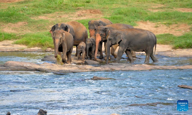 Elephants are pictured by a river at the Pinnawala Elephant Orphanage in Sri Lanka, Aug. 10, 2024. Established in 1975, Pinnawala Elephant Orphanage is the first one of its kind in the world, home to 69 elephant orphans today. The World Elephant Day falls on Aug. 12 each year. Photo: Xinhua