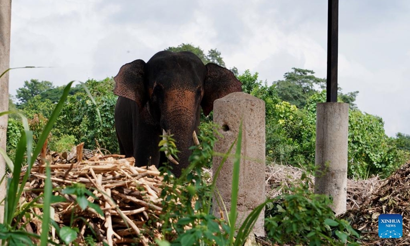 An elephant is pictured at the Pinnawala Elephant Orphanage in Sri Lanka, Aug. 11, 2024. Established in 1975, Pinnawala Elephant Orphanage is the first one of its kind in the world, home to 69 elephant orphans today. The World Elephant Day falls on Aug. 12 each year. Photo: Xinhua