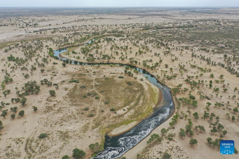 An aerial drone photo taken on Aug. 12, 2024 shows water flowing through the populus euphratica forests in the lower reaches of Tarim River after being released from the Daxihaizi Reservoir in Yuli County, northwest China's Xinjiang Uygur Autonomous Region. Northwest China's Xinjiang Uygur Autonomous Region on Monday began discharging water from a reservoir into the Tarim River, China's longest inland river, as part of an ongoing ecological conservation project in the region. （Photo: Xinhua)