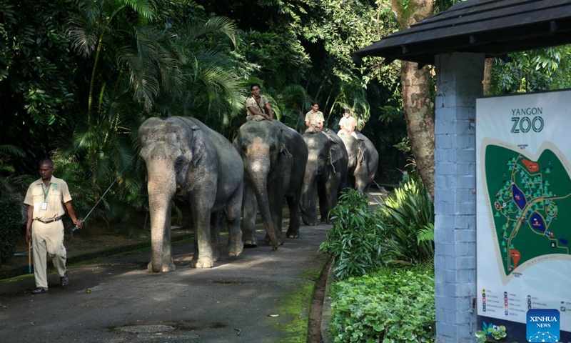 Asian elephants take a walk at the Yangon Zoological Gardens in Yangon, Myanmar, Aug. 11, 2024. In celebration of World Elephant Day, Yangon Zoo in Myanmar hosted a special event on Sunday, featuring an educational booth near the elephant corner to raise awareness about the conservation of these majestic creatures. （Photo: Xinhua)