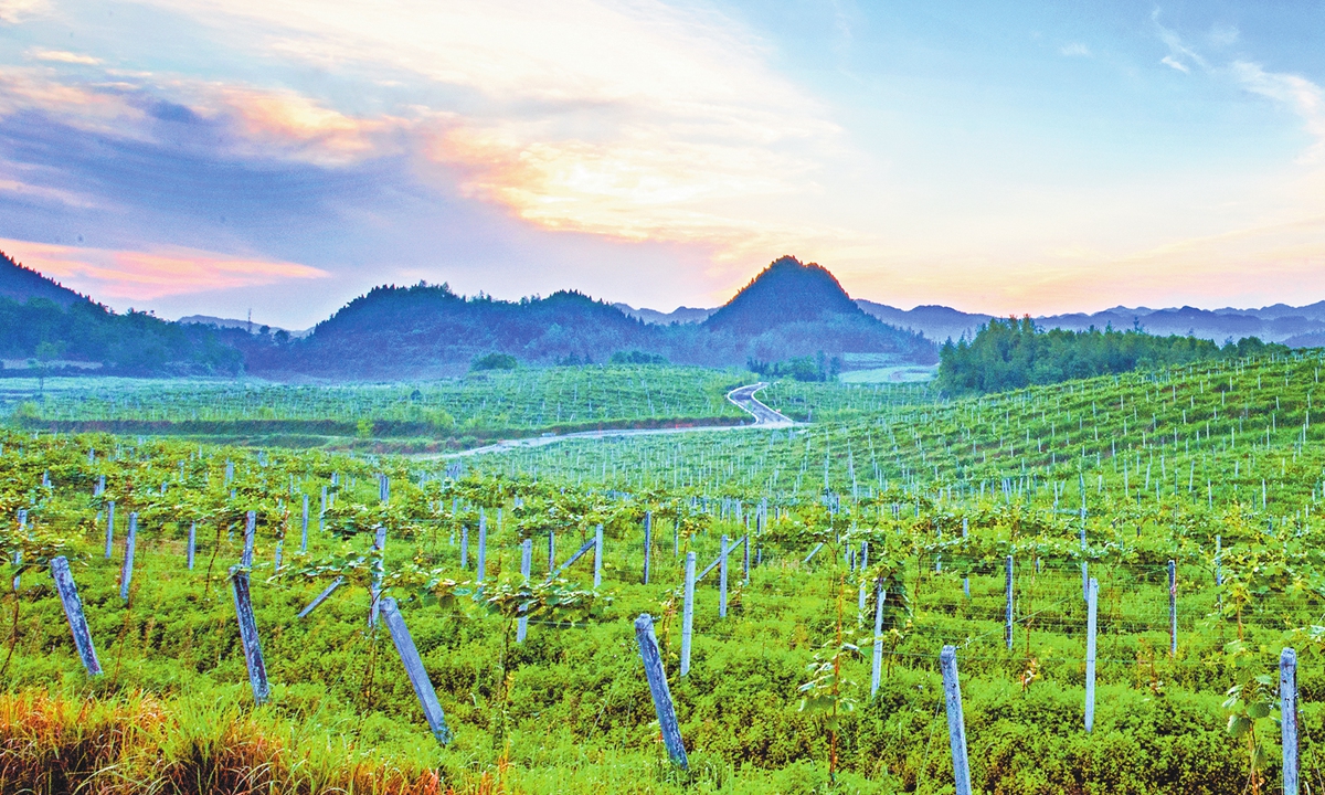 A kiwi planting base in the Shibadong village, Central China's Hunan Province Photo: Courtesy of China Rural Revitalization magazine