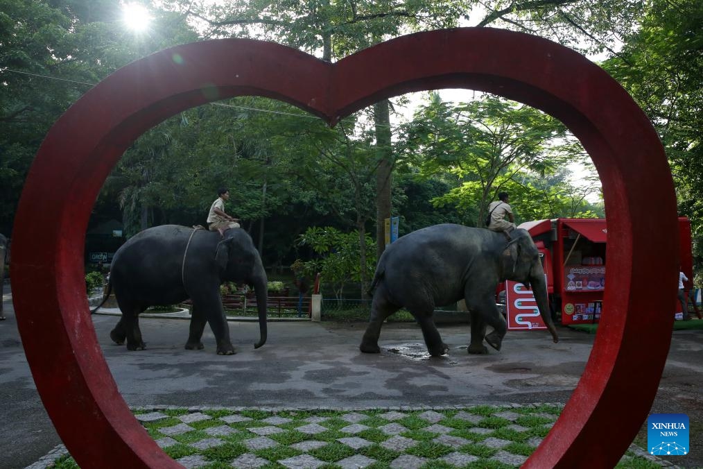 Asian elephants take a walk at the Yangon Zoological Gardens in Yangon, Myanmar, Aug. 11, 2024. In celebration of World Elephant Day, Yangon Zoo in Myanmar hosted a special event on Sunday, featuring an educational booth near the elephant corner to raise awareness about the conservation of these majestic creatures. （Photo: Xinhua)