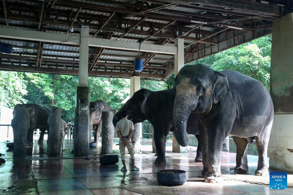 Asian elephants are seen at the Yangon Zoological Gardens in Yangon, Myanmar, Aug. 11, 2024. In celebration of World Elephant Day, Yangon Zoo in Myanmar hosted a special event on Sunday, featuring an educational booth near the elephant corner to raise awareness about the conservation of these majestic creatures. （Photo: Xinhua)