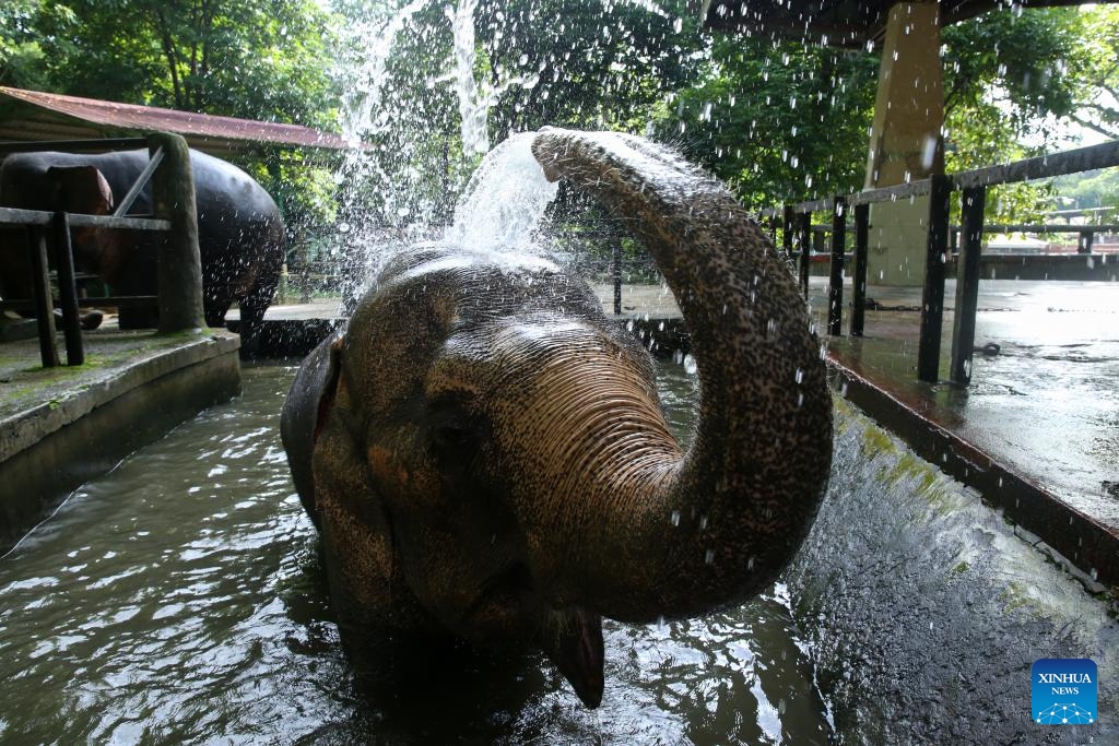 An elephant bathes at the Yangon Zoological Gardens in Yangon, Myanmar, Aug. 11, 2024. In celebration of World Elephant Day, Yangon Zoo in Myanmar hosted a special event on Sunday, featuring an educational booth near the elephant corner to raise awareness about the conservation of these majestic creatures. （Photo: Xinhua)