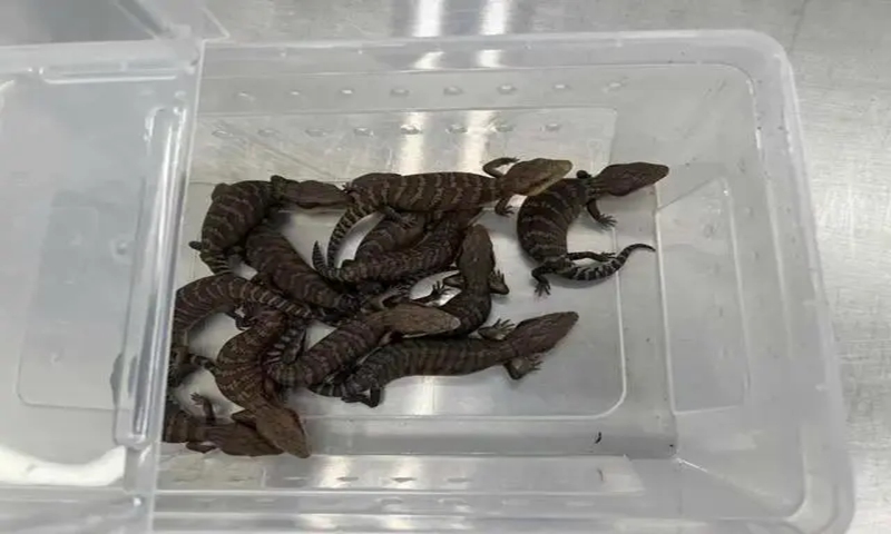 Customs seize 12 live lizards strapped to traveler's waist at Shenzhen port