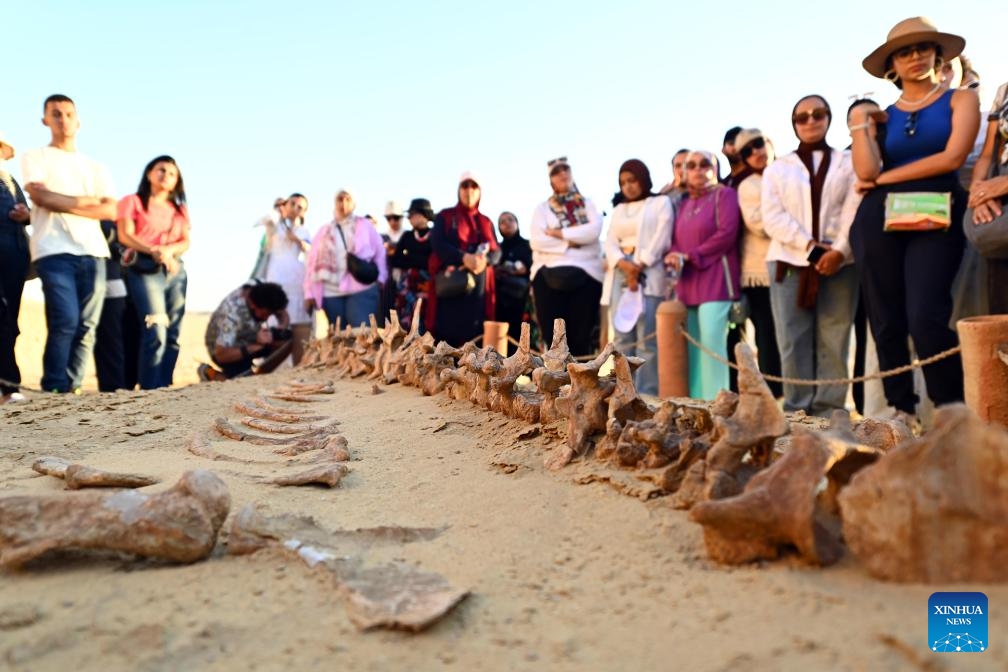 Tourists visit whale fossil remains at the Wadi Al-Hitan in Fayoum, Egypt, Aug. 12, 2024. Wadi Al-Hitan, or Whale Valley, located in the desert of Fayoum, contains invaluable fossil remains of the earliest, and now extinct, suborder of whales, Archaeoceti. (Photo: Xinhua)