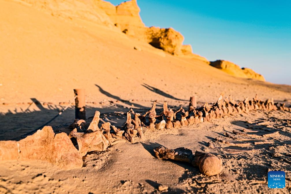 This photo taken on Aug. 12, 2024 shows whale fossil remains at the Wadi Al-Hitan in Fayoum, Egypt. Wadi Al-Hitan, or Whale Valley, located in the desert of Fayoum, contains invaluable fossil remains of the earliest, and now extinct, suborder of whales, Archaeoceti. (Photo: Xinhua)