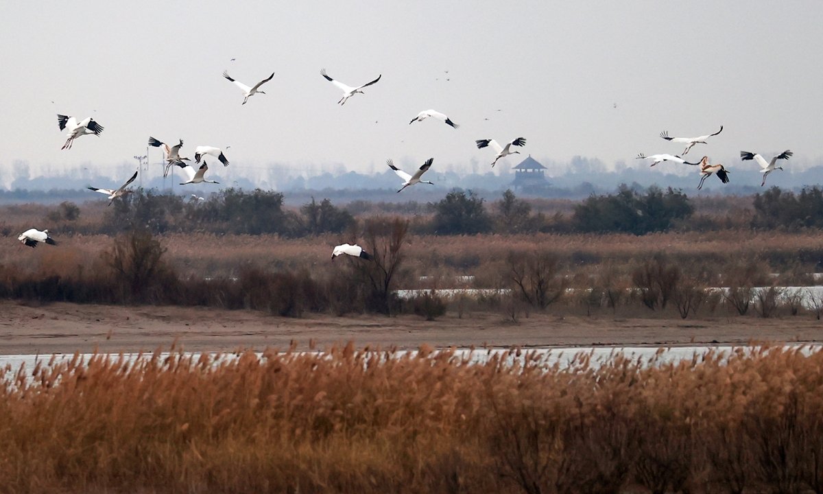 Birds take to the air at the Yellow River estuary wetland in Dongying, East China's Shandong Province.  Photo: VCG