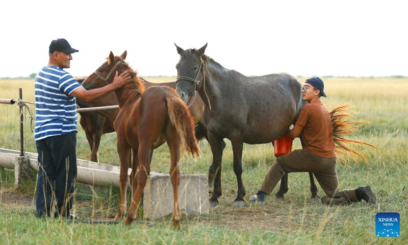 Herdsmen milk mares on the grassland in Akmola region in northern Kazakhstan, Aug. 17, 2024. Photo: Xinhua