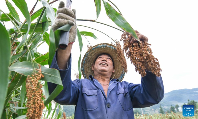 A farmer harvests sorghum at Yantou Village of Changgang Town, Huairen City of southwest China's Guizhou Province, Aug. 16, 2024. Covering an area of 24,000 hectares, the sorghum fields in Huairen has successively entered its harvest season recently. Photo: Xinhua