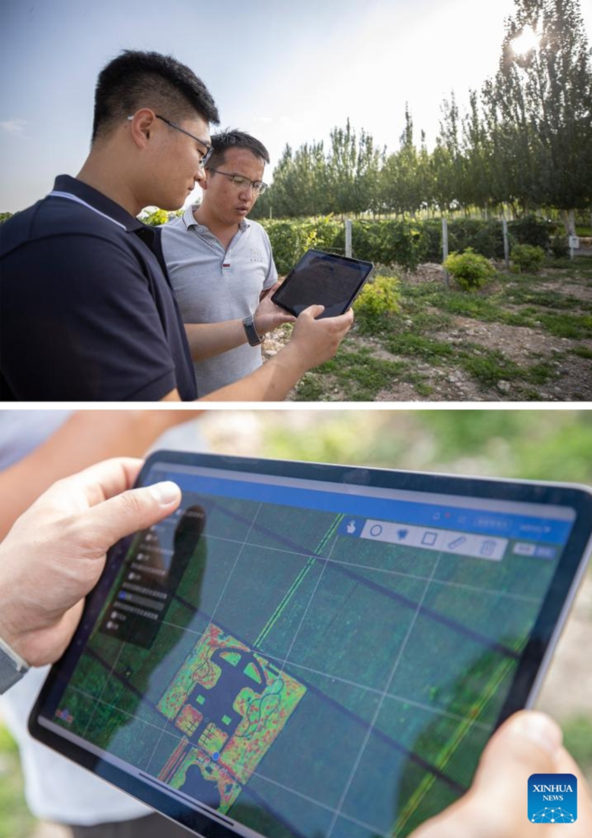 This combo photo shows a technician (L) and a winery staff member viewing monthly report of a vineyard (upper) and a technician displaying a multispectral image of a vineyard which staff members can analyse to evaluate the growth of grapes (lower), at a winery in Yinchuan, northwest China's Ningxia Hui Autonomous Region, Aug. 15, 2024. Photo: Xinhua