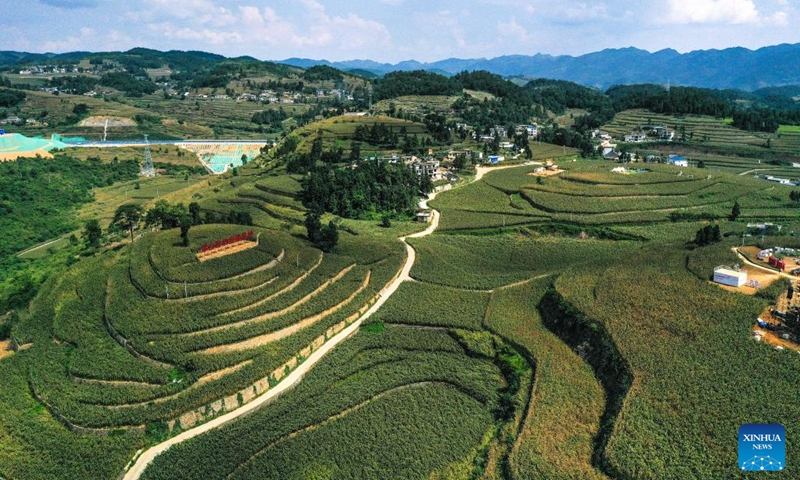 An aerial drone photo shows a sorghum field at Maopo Village of Changgang Town, Huairen City of southwest China's Guizhou Province, Aug. 15, 2024. Covering an area of 24,000 hectares, the sorghum fields in Huairen has successively entered its harvest season recently. Photo: Xinhua