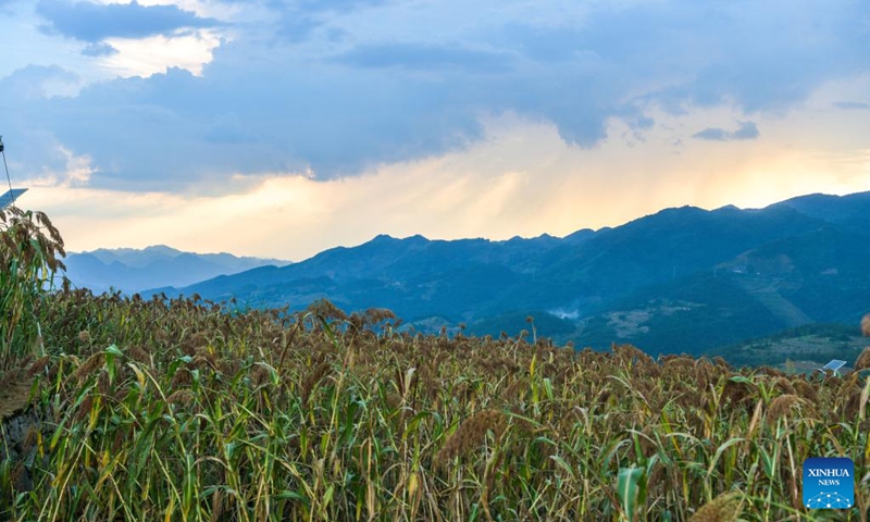 A drone photo shows a sorghum field at Maopo Village of Changgang Town, Huairen City of southwest China's Guizhou Province, Aug. 15, 2024. Covering an area of 24,000 hectares, the sorghum fields in Huairen has successively entered its harvest season recently. Photo: Xinhua