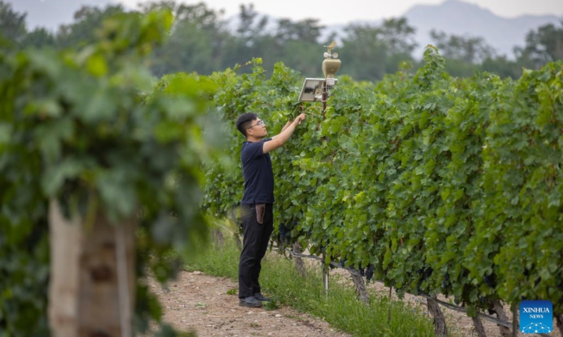 A technician maintains a smart meteorological station and solar power panels at a winery in Yinchuan, northwest China's Ningxia Hui Autonomous Region, Aug. 15, 2024. Photo: Xinhua