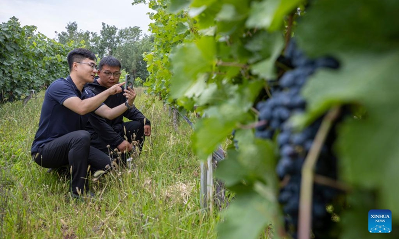 A technician (L) and a winery staff member measure the water content of grapes using thermal imaging technology at a winery in Yinchuan, northwest China's Ningxia Hui Autonomous Region, Aug. 15, 2024. Photo: Xinhua