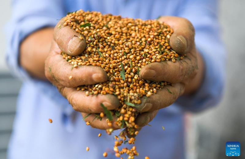 A farmer shows newly harvested sorghum grains at Yantou Village of Changgang Town, Huairen City of southwest China's Guizhou Province, Aug. 16, 2024. Covering an area of 24,000 hectares, the sorghum fields in Huairen has successively entered its harvest season recently. Photo: Xinhua