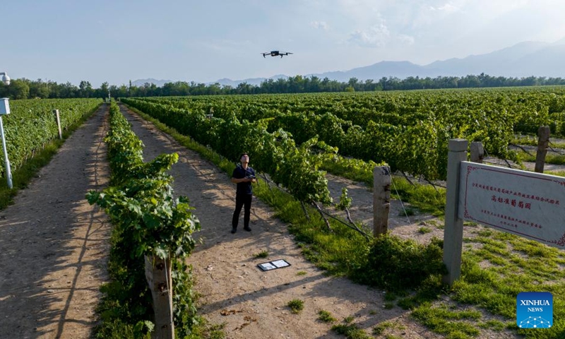 A drone photo taken on Aug. 15, 2024 shows a technician operating a drone to scan a winery in Yinchuan, northwest China's Ningxia Hui Autonomous Region. Photo: Xinhua