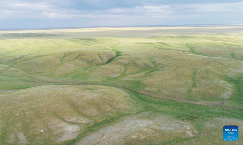 An aerial drone photo shows the grassland in Akmola region in northern Kazakhstan, Aug. 17, 2024. Photo: Xinhua