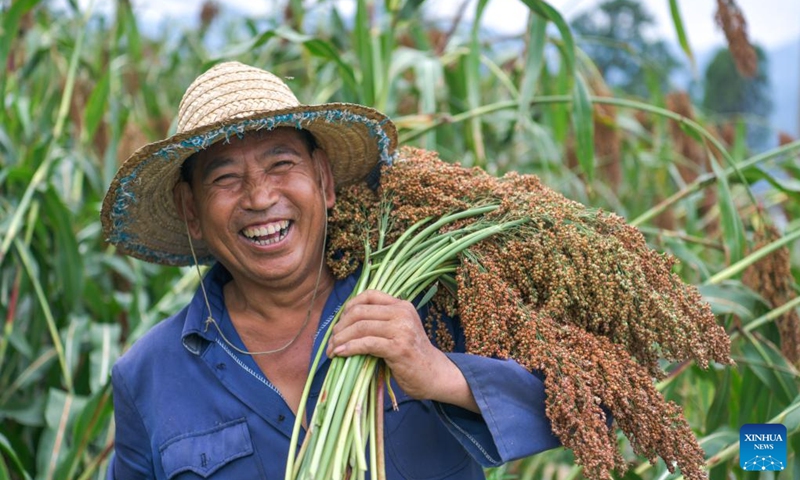 A farmer shows newly harvested sorghum at Yantou Village of Changgang Town, Huairen City of southwest China's Guizhou Province, Aug. 16, 2024. Covering an area of 24,000 hectares, the sorghum fields in Huairen has successively entered its harvest season recently. Photo: Xinhua