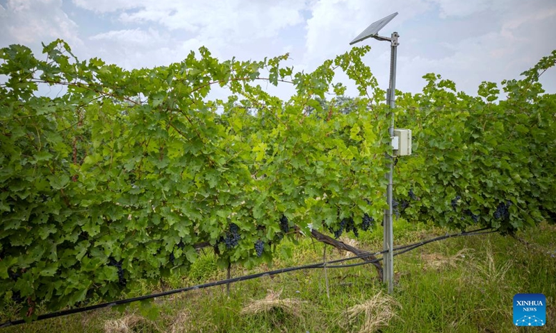 This photo taken on Aug. 15, 2024 shows an equipment monitoring the water content and temperature of the soil by underground sensors at a winery in Yinchuan, northwest China's Ningxia Hui Autonomous Region. Photo: Xinhua