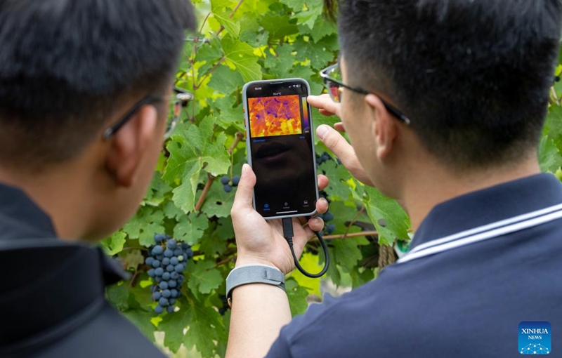 A technician (R) and a winery staff member measure the water content of grapes using thermal imaging technology at a winery in Yinchuan, northwest China's Ningxia Hui Autonomous Region, Aug. 15, 2024. Photo: Xinhua