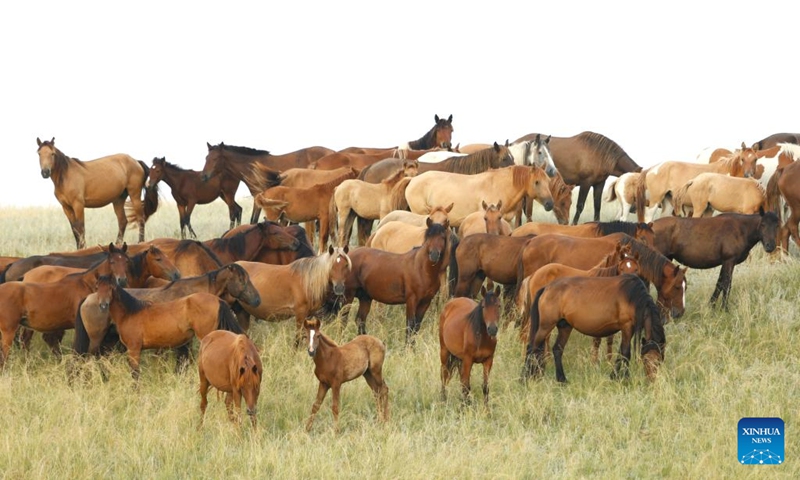 A herd of horses graze on the grassland in Akmola region in northern Kazakhstan, Aug. 17, 2024. Photo: Xinhua