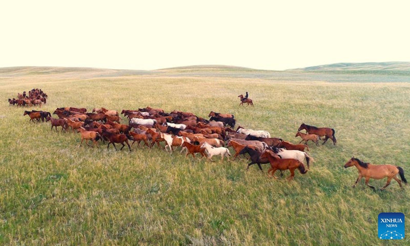 A man herds the horses on the grassland in Akmola region in northern Kazakhstan, Aug. 17, 2024. Photo: Xinhua