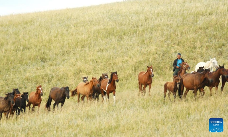 A man herds the horses on the grassland in Akmola region in northern Kazakhstan, Aug. 17, 2024. Photo: Xinhua