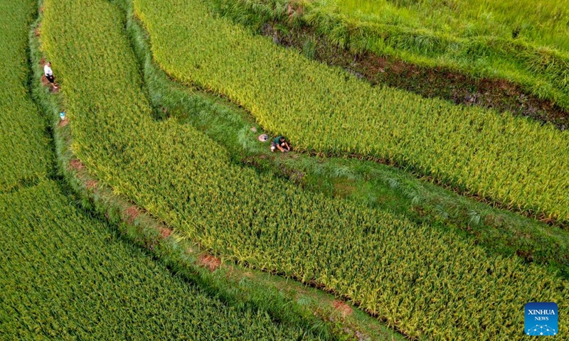 An aerial drone photo taken on Aug. 17, 2024 shows farmers working in a paddy field of Basha Village, Congjiang County of Qiandongnan Miao and Dong Autonomous Prefecture, southwest China's Guizhou Province. Photo: Xinhua