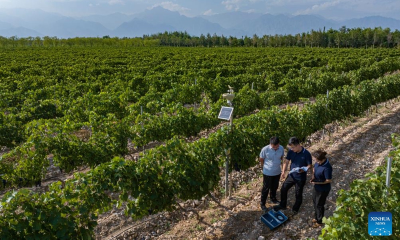 A drone photo taken on Aug. 15, 2024 shows technicians introducing the use of an equipment measuring the water content of grapes to a winery staff member (1st L) at a winery in Yinchuan, northwest China's Ningxia Hui Autonomous Region. The smart irrigation systems put into use in the vineyards can save about 30 percent of irrigation water from the Yellow River. Situated near the 38th parallel north, similar to renowned wine regions like Bordeaux, Ningxia's wine-producing areas enjoy an ideal terroir with a dry climate and abundant sunshine, making the region a golden zone for wine grape cultivation. Photo: Xinhua