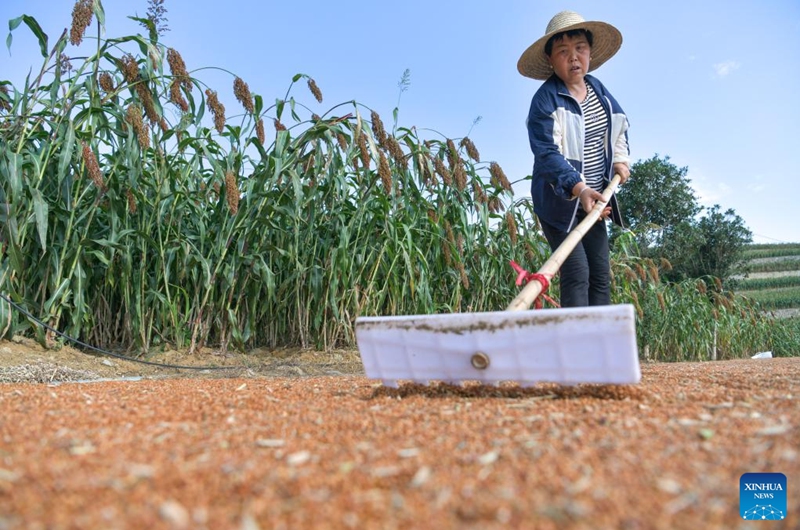 A farmer dries sorghum grains at Maopo Village of Changgang Town, Huairen City of southwest China's Guizhou Province, Aug. 15, 2024. Covering an area of 24,000 hectares, the sorghum fields in Huairen has successively entered its harvest season recently. Photo: Xinhua