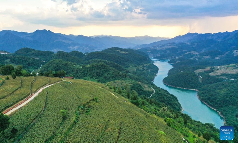 An aerial drone photo shows a sorghum field at Maopo Village of Changgang Town, Huairen City of southwest China's Guizhou Province, Aug. 15, 2024. Covering an area of 24,000 hectares, the sorghum fields in Huairen has successively entered its harvest season recently. Photo: Xinhua